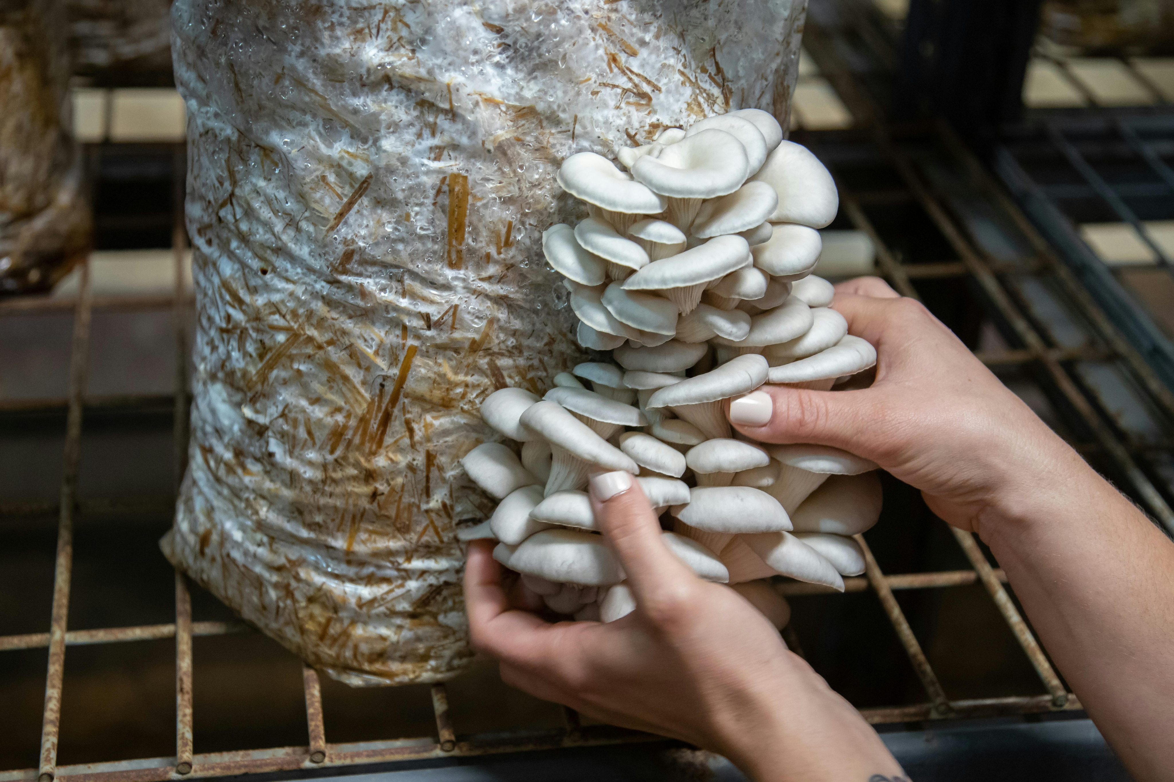 Oyster Mushroom ready for harvest